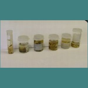 Water plant 019.jpg